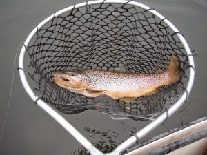 guided fly fishing trips